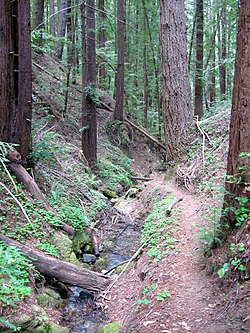 Marshall Creek, at The Quaker Center in Ben Lomond