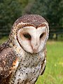 Barn Owl