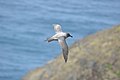 Albatros fuligineux à dos clair en vol à Kerguelen.