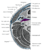 Prevertebral muscles