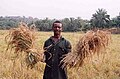 Image 34A farmer with his rice harvest in Sierra Leone. Two-thirds of Sierra Leone's population are directly involved in subsistence agriculture. (from Sierra Leone)