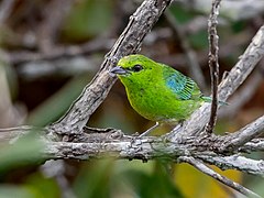 Description de l'image Tangara varia - Dotted Tanager (male); Manaus, Amazonas, Brazil.jpg.