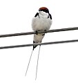 Hirundo smithii di India