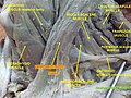 Regió anterior del coll, on es destaca el múscul esternoclidomastoidal