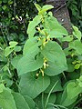 Aristolochia clematitis.