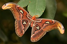 Attacus atlas (15050883139).jpg