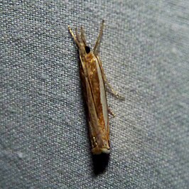 Crambus praefectellus