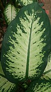 Dieffenbachia 'Tropical Snow'