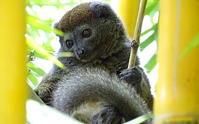 Eastern lesser bamboo lemur at Lemurs' Park