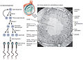 Spermatogenese naarmate de cellen zich ontwikkelen van spermatogonium, naar primaire spermatocyten, naar secundaire spermatocyten, naar spermatiden en naar sperma.