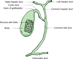 Žlučový měchýř a extrahepatální žlučovody