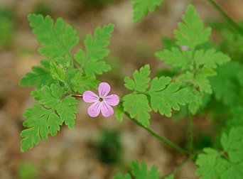 Une fleur de Géranium Herbe à Robert (Geranium robertianum), géraniacée commune des zones tempérées de l'hémisphère nord. (définition réelle 2 849 × 2 100)