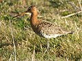 Nagy goda (Limosa limosa)