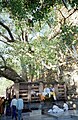 The Bodhi Tree at the Mahabodhi Temple. Propagated from the Sri Maha Bodhi, which in turn is propagated from the original Bodhi Tree at this location