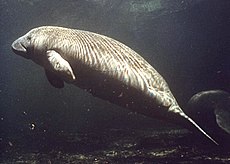 Underwater profile photo of light-colored animal with small flippers