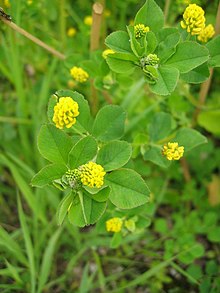 Feuilles vertes et fleurs jaunes d'une Luzerne lupuline.