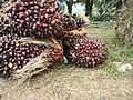 Plody palmy olejné na hromadě
