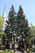 Deux douglas relativement jeunes, plantés à Zakopane, Pologne.