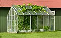 Image 7A small greenhouse with grapevines (Vitis vinifera) escaping from the roof hatch, In Gåseberg, Lysekil Municipality, Sweden