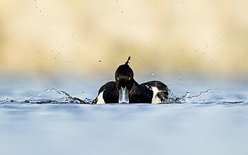 A tufted duck or tufted pochard (Aythya fuligula) in Nagdaha during summer