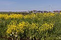 zwischen Hazerswoude Dorp und Alphen aan den Rijn, Panorama