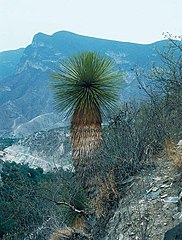 Yucca queretaroensis