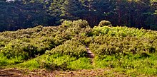 mound covered with bracken and heather with coniferous forest beyond