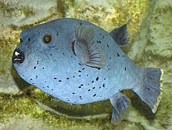 Black-spotted.puffer.arp.jpg