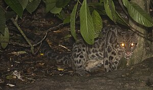 Macan Dahan Kalimantan