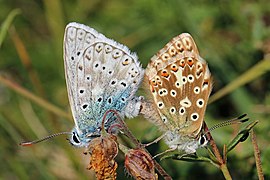 Chalkhill blue butterflies (Polyommatus coridon) mating 1