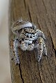 Regal jumping spider