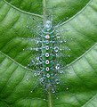 Tanaecia lepidea a Careya arborea