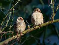 Image 20House sparrows in Central Park