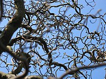 Corylus avellana 'Contorta' (krulhazelaar)