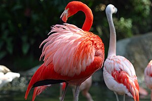 Ruĝa flamengo (Phoenicopterus ruber), kun ĉiliaj flamengoj (P. chilensis) fone