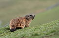 Marmotte des Alpes