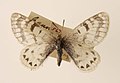 Parnassius hannyngtoni