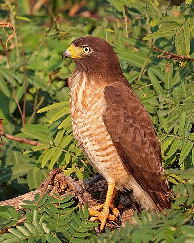 Молодой дорожный канюк (лат. Buteo magnirostris)