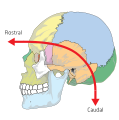 The skull uses different anatomical terminology, due to its embryonic origin of neuraxis.