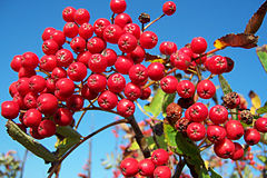 Rowan berries in October. Photo by commons:User:Godewind.