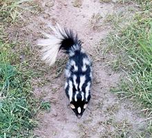 Western spotted skunk.jpg