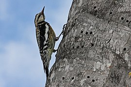 Pic maculé (Sphyrapicus varius)