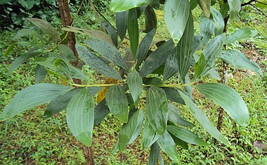 Acacia mangium