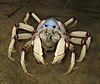 A round, white crab, with red leg joints, seen face-on.