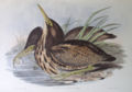 Ilustracija (John Gould).