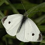 Lille kålsommerfugl - Pieris rapae