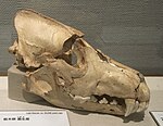 Honshuvarg, Canis lupus hodophilax, 36 000 år sen.