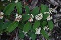 Cotoneaster salicifolius