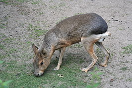 Mara (zoogdier)