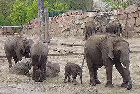 Image illustrative de l’article Parc zoologique de Berlin-Friedrichsfelde